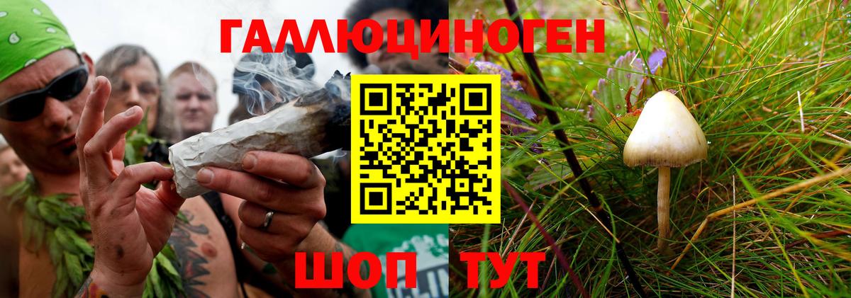 Галлюциногенные грибы мухоморы Буйнакск